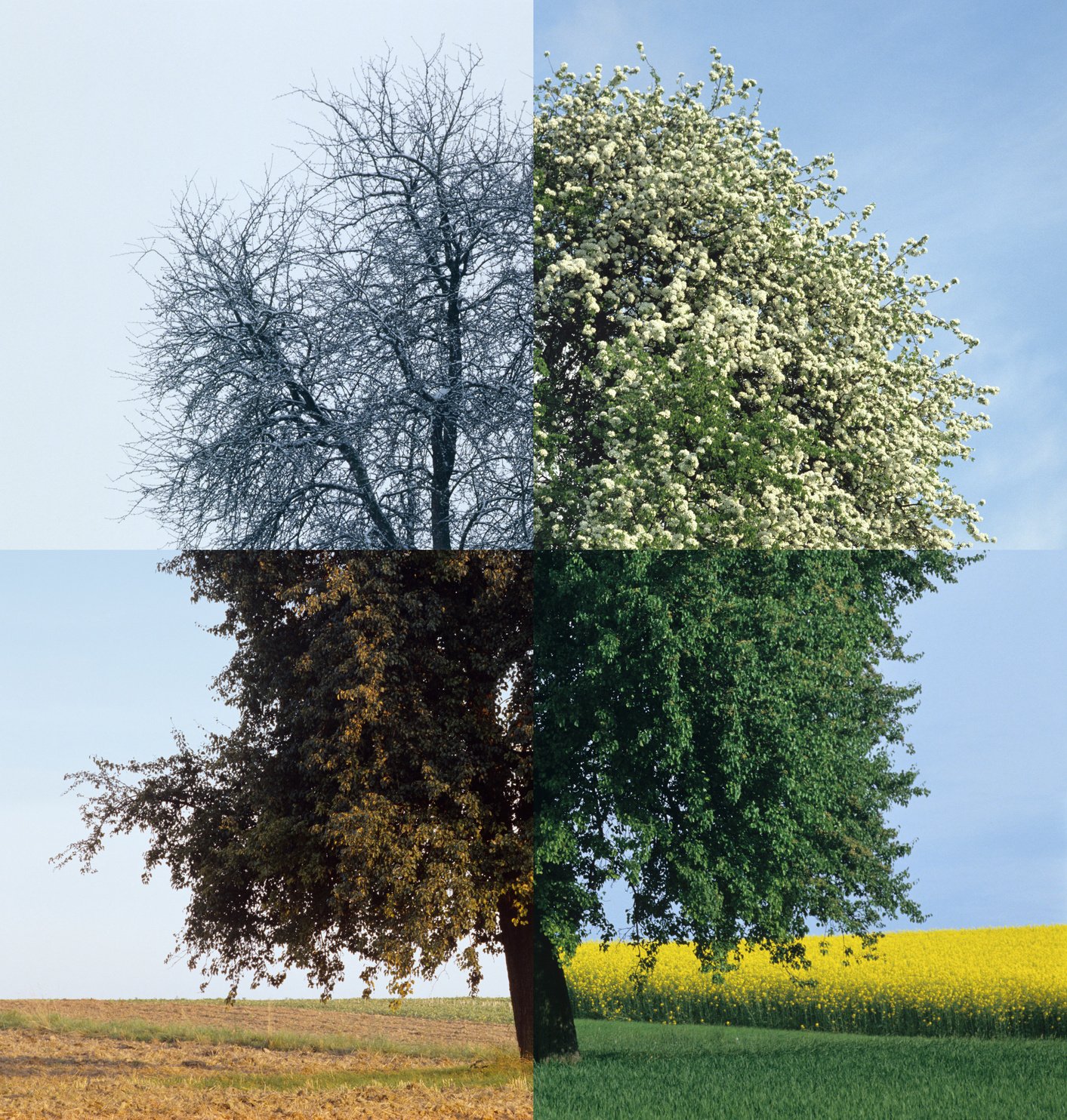 Four Season (image size XXXL)