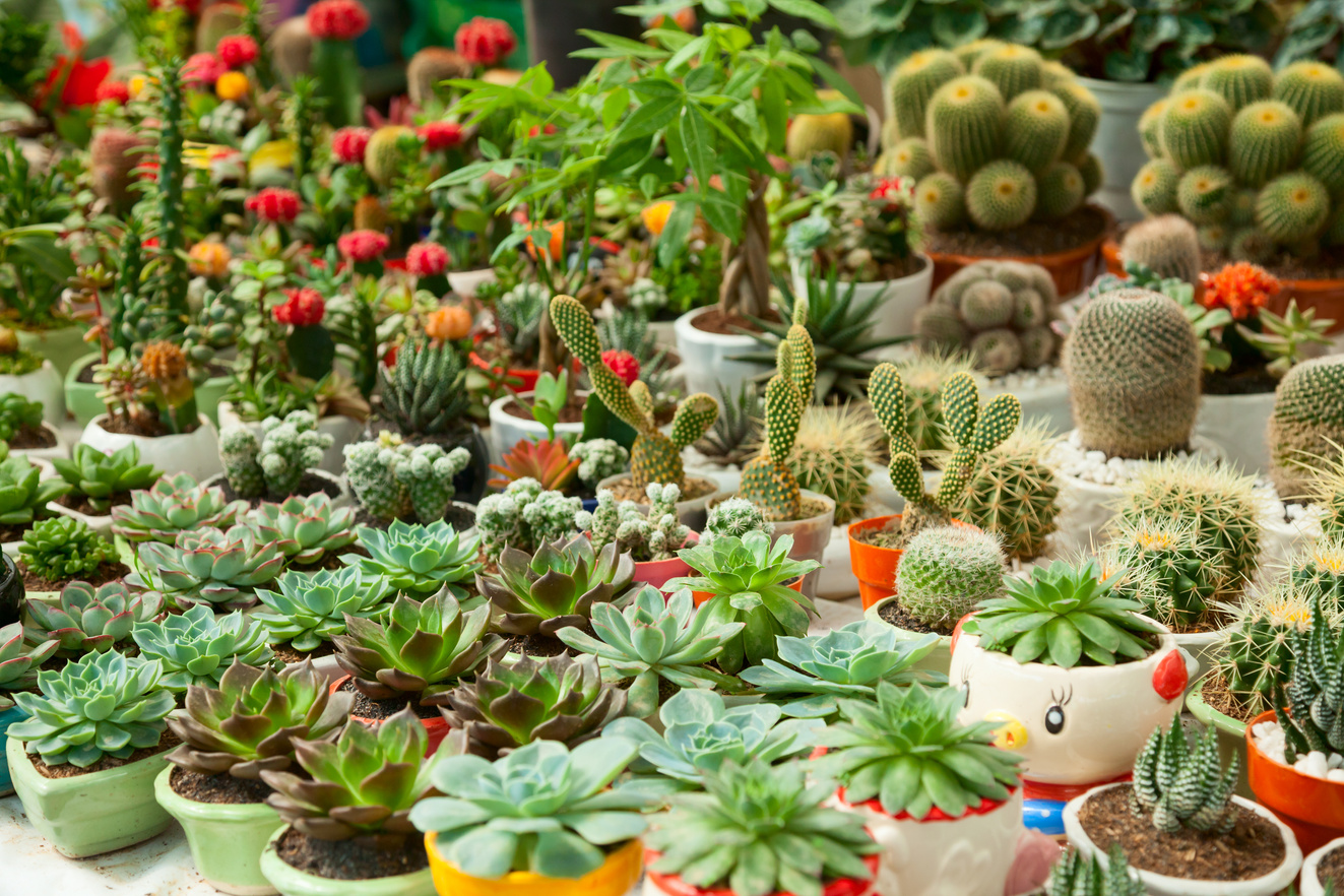 Market Filled with Cacti and Succulents